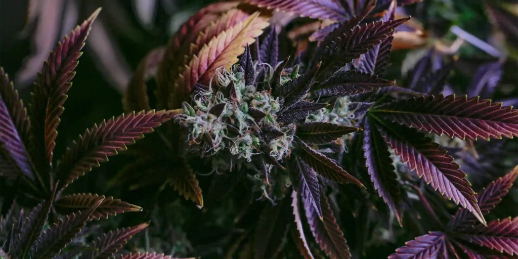 Cannabis dispensary 420 deals